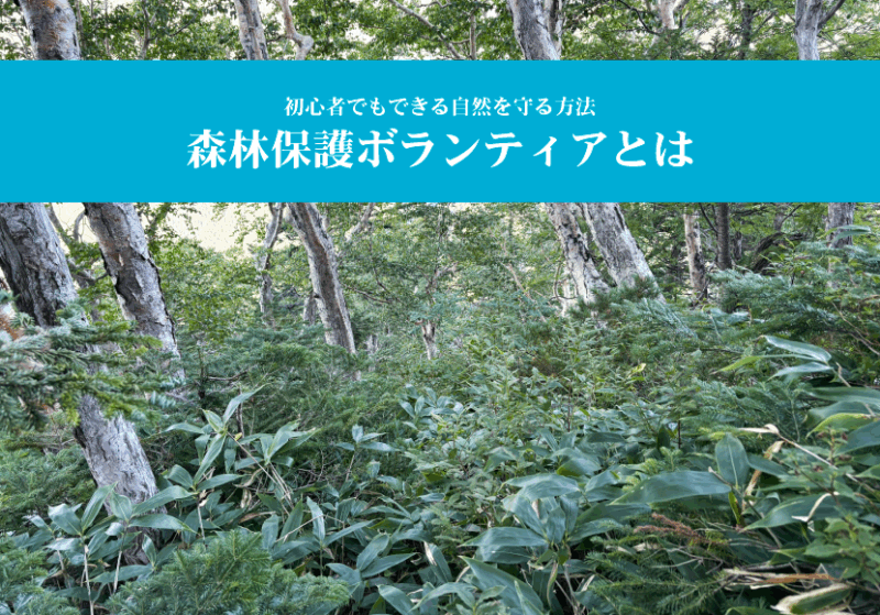 森林保護ボランティアとは？初心者でもできる自然を守る方法