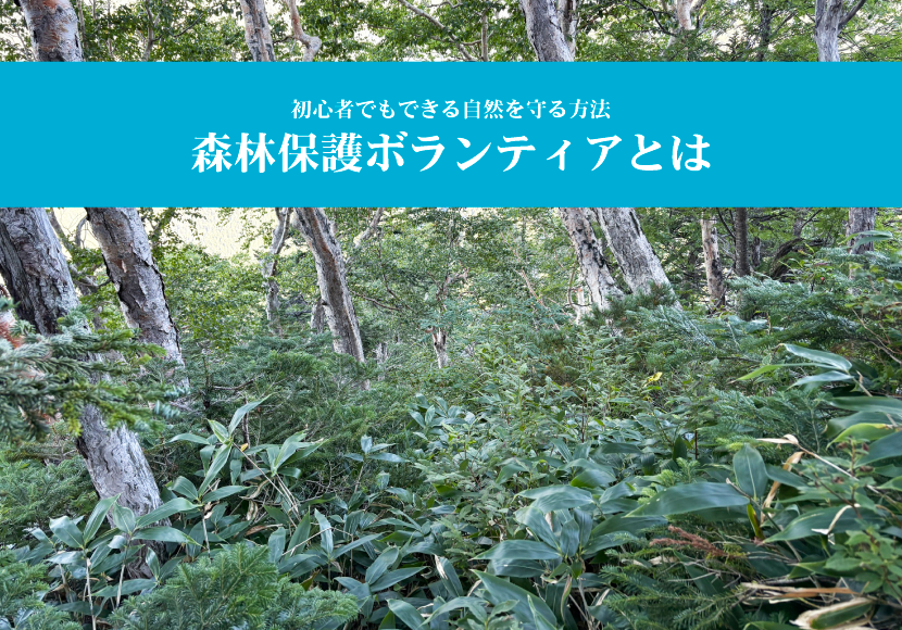森林保護ボランティアとは？初心者でもできる自然を守る方法